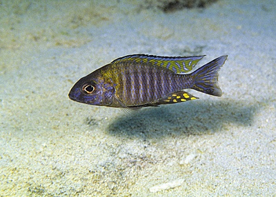 Aulonocara sp. 'chitande type north' Mala (Mara) Point